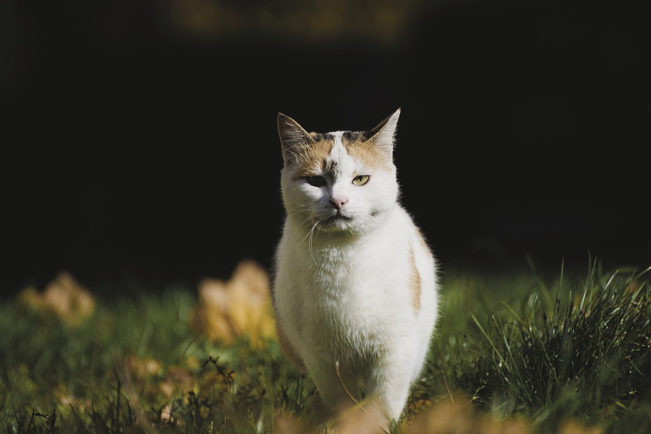 The Best Cat Breeds for Allergy Sufferers